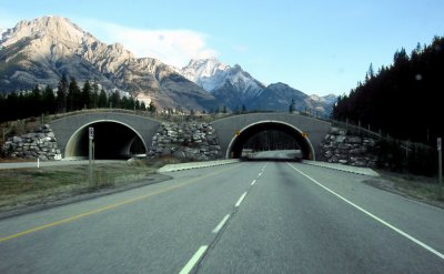Trans-Canada-wildlife_overpass.JPG