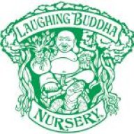 Laughing Buddha