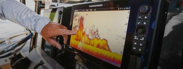 humminbird_1.jpg