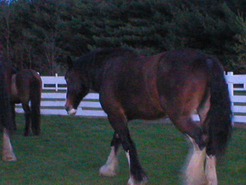 P1010046-1.jpg