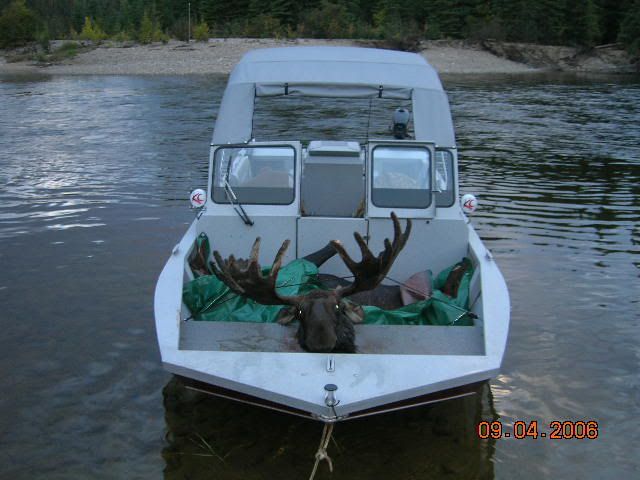 Moose009.jpg