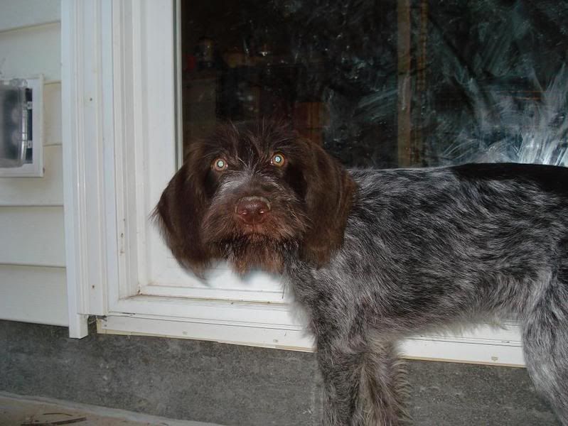 dog5.jpg