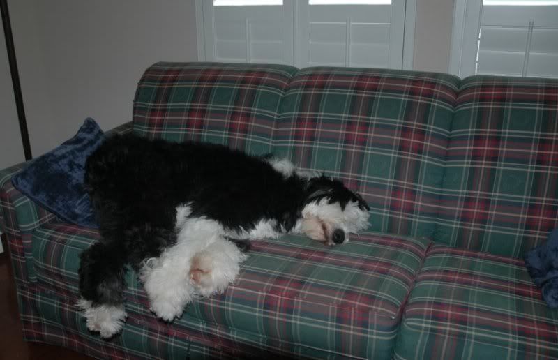 My-Office-Mate.jpg