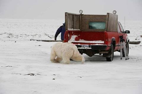 PolarBear4.jpg