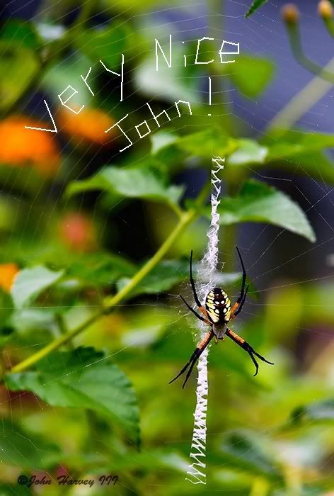 spider.jpg