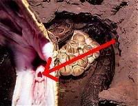 Snake1.jpg